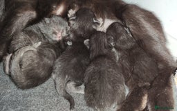 Maine Coon cats for sale: x2 male Maine Coon cross kittens and mum - Image 5