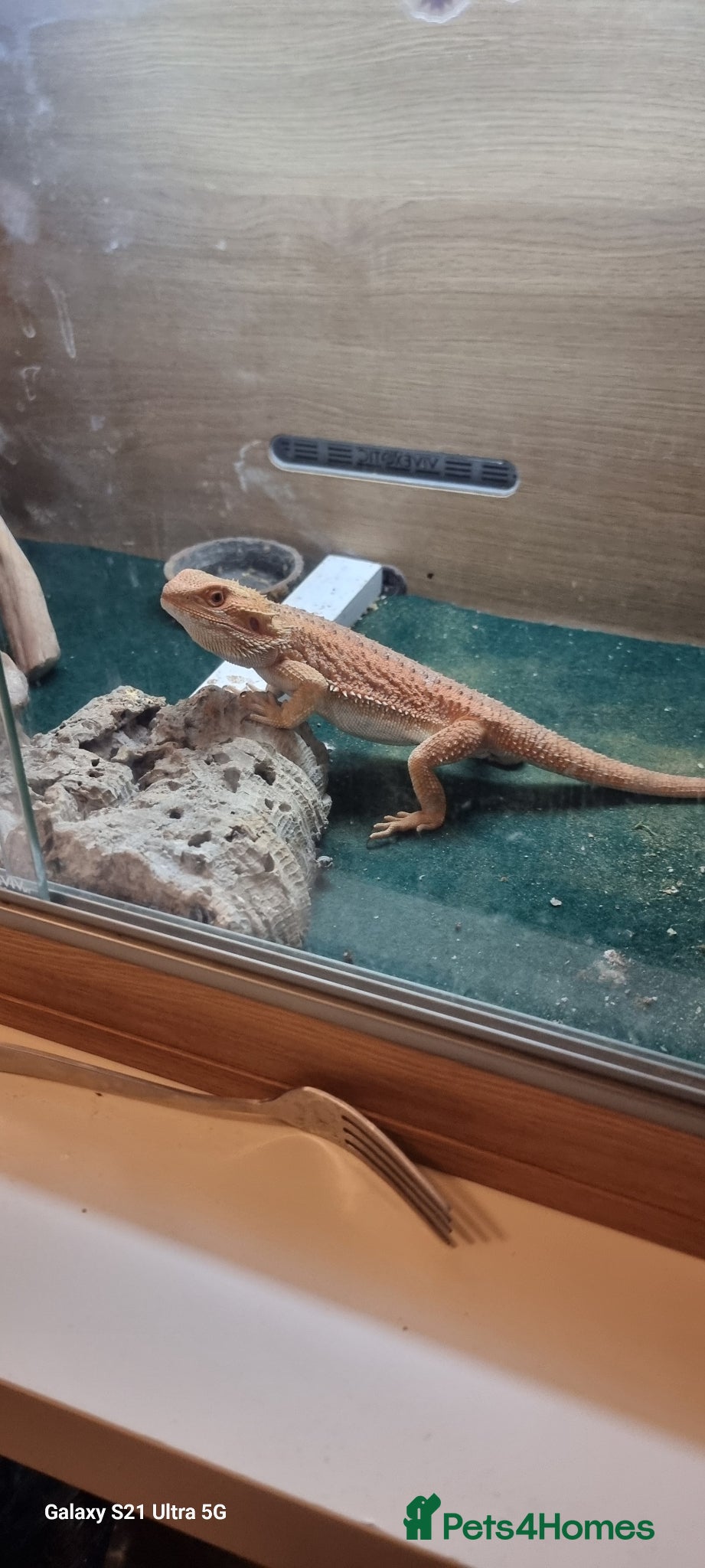 Bearded Dragon reptiles for sale: bearded dragon - Advert 1