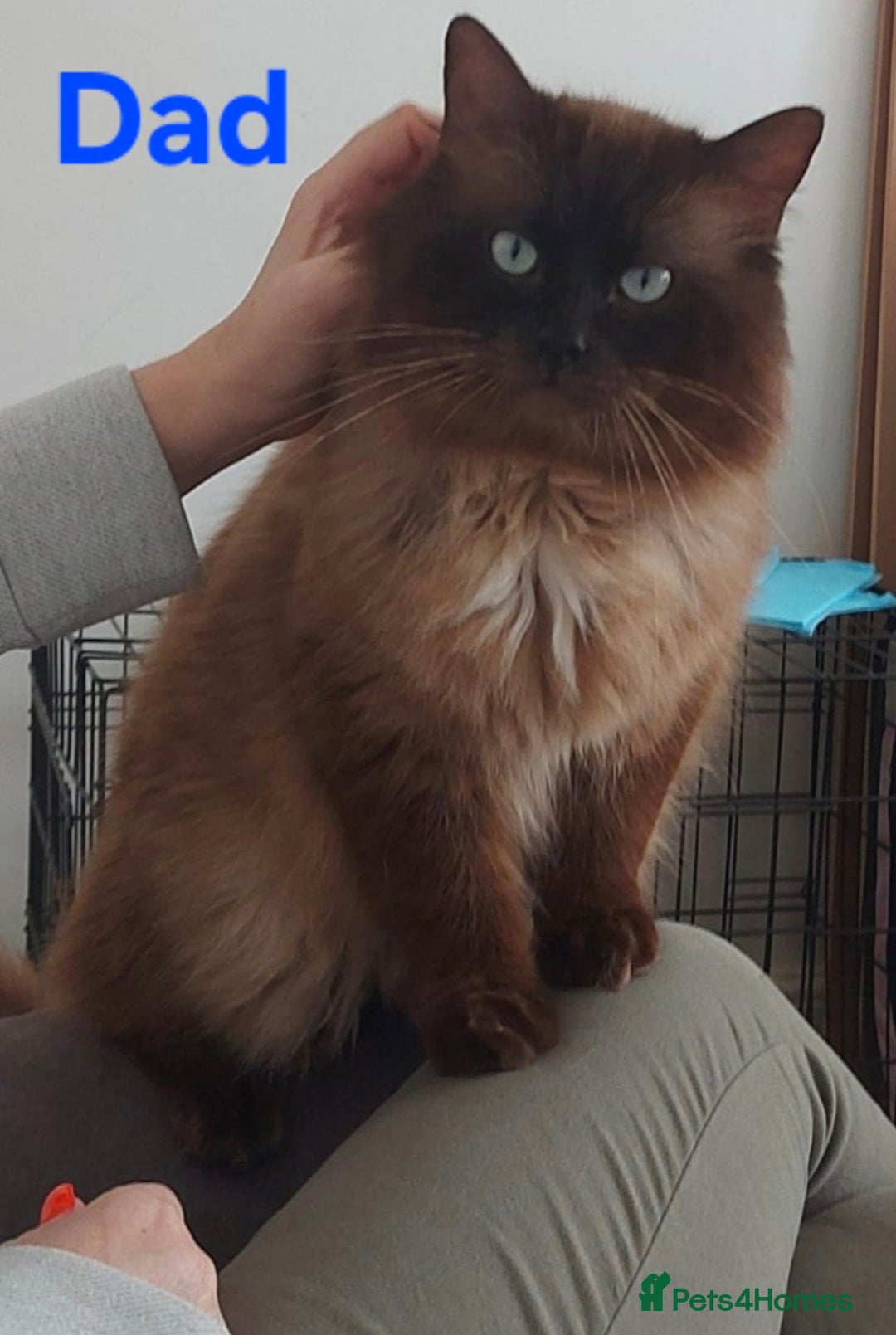 Ragdoll cats for sale: Adorable Ragdoll Kittens for sale - Advert 4