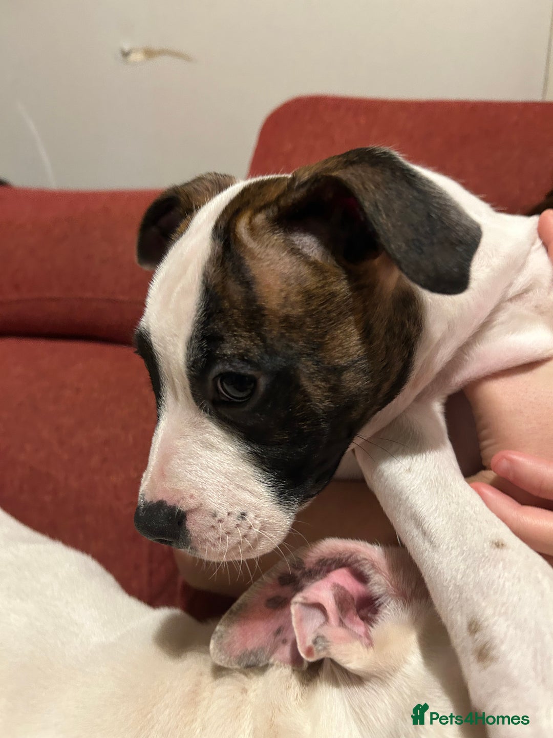 Mixed Breed dogs for sale: American bulldog x staffy - Advert 3