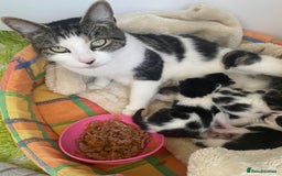 Mixed Breed cats for sale: Fluffy Flame point ragdoll kitten  - Image 3