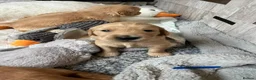 Golden Retriever dogs for sale: 🐾 Gorgeous pedigree Golden Retriever Puppies - Advert 11
