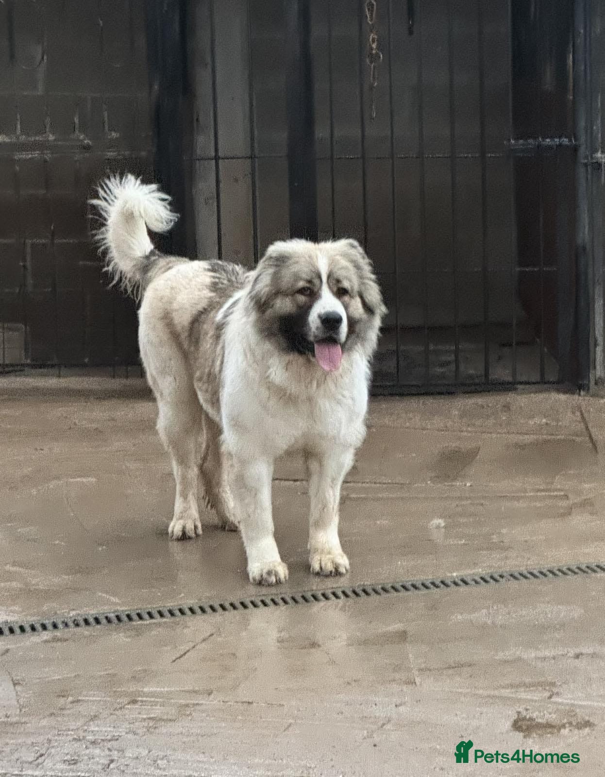 Caucasian Shepherd Dog dogs Caucasian Shepherd (Ovcharka) female puppy top Qlt - Advert 4