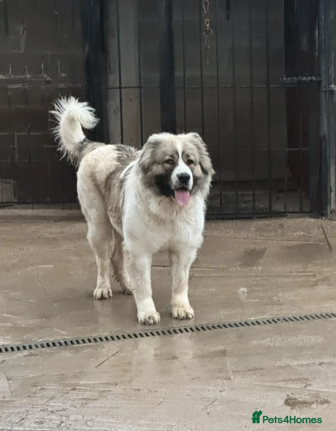 Caucasian Shepherd Dog dogs for sale: Caucasian Shepherd (Ovcharka) female puppy top Qlt - Advert 1