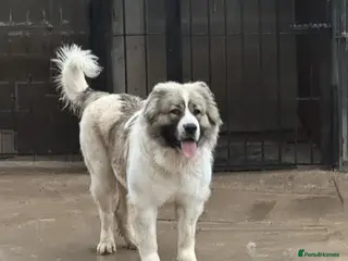 Caucasian Shepherd Dog dogs Caucasian Shepherd (Ovcharka) female puppy top Qlt - Advert 4