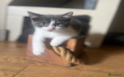 Mixed Breed cats for sale: Female Russian blue and British shorthair mix  - Image 8
