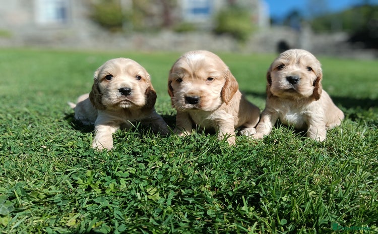 Cocker Spaniel dogs - Advert 5
