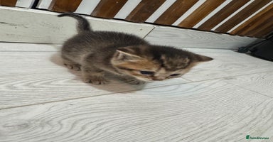 British Shorthair cats in Birmingham - Advert 1