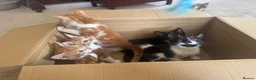 Mixed Breed cats for sale: Lovely kittens ready NOW!! - Advert 9