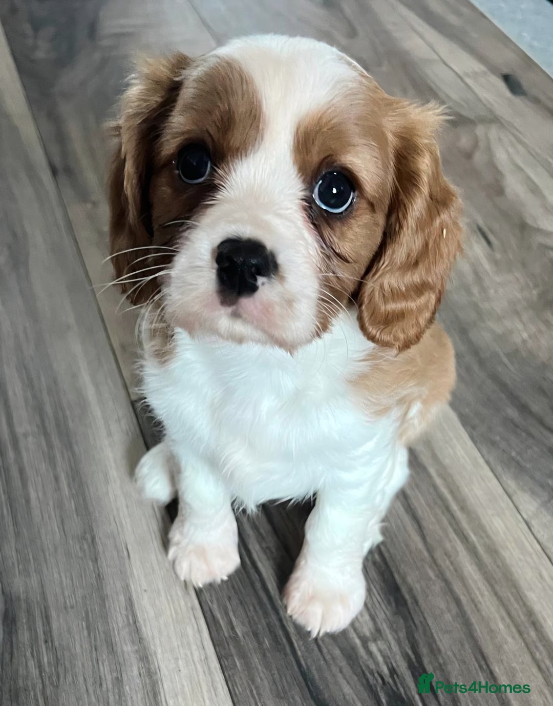 Cavalier King Charles Spaniel dogs for sale: Cavalier King Charles Spaniel - cuteness overload - Advert 4