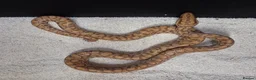 Boa Snake reptiles for sale: Rainbow Boa T-Albino - Advert 4