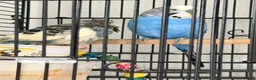 Budgerigars birds for sale: 2 Budgies + Cage - Advert 3