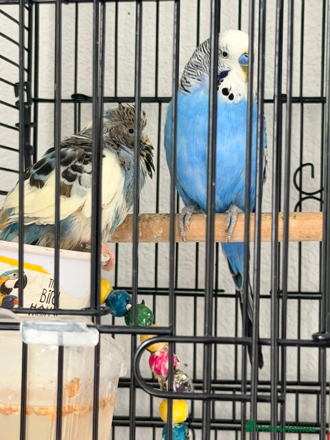 Budgerigars birds for sale: 2 Budgies + Cage - Advert 3