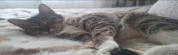 Mixed Breed cats for sale: 4 stunning female kittens for sale  - Advert 5