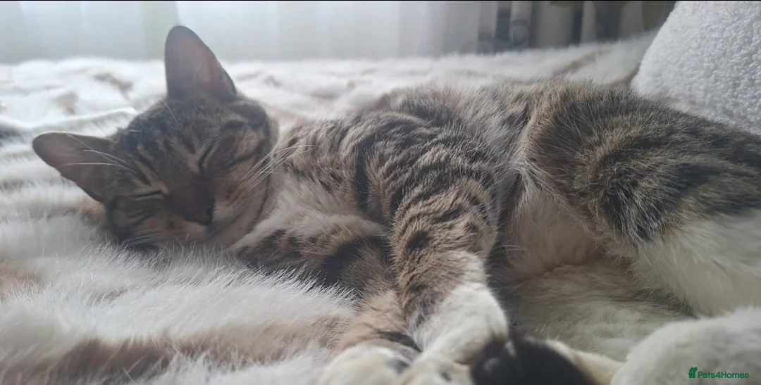 Mixed Breed cats for sale: 4 stunning female kittens for sale  - Advert 5