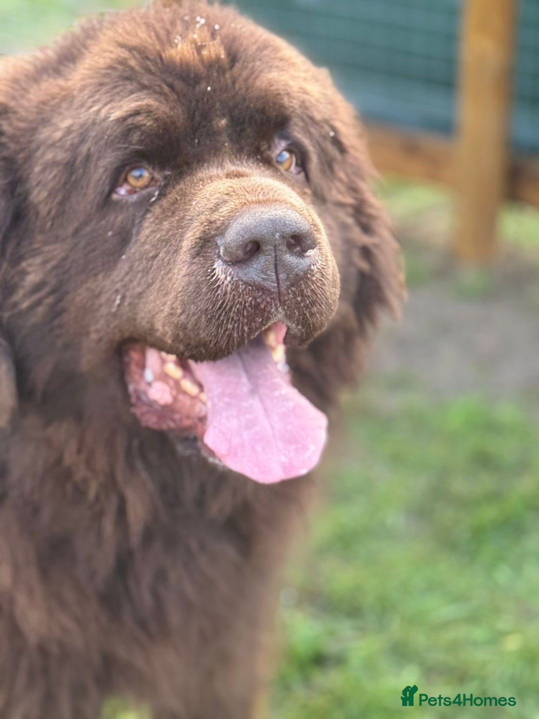 Newfoundland dogs for sale:  💙Do you have a heart big enough for this boy 💙 - Advert 6