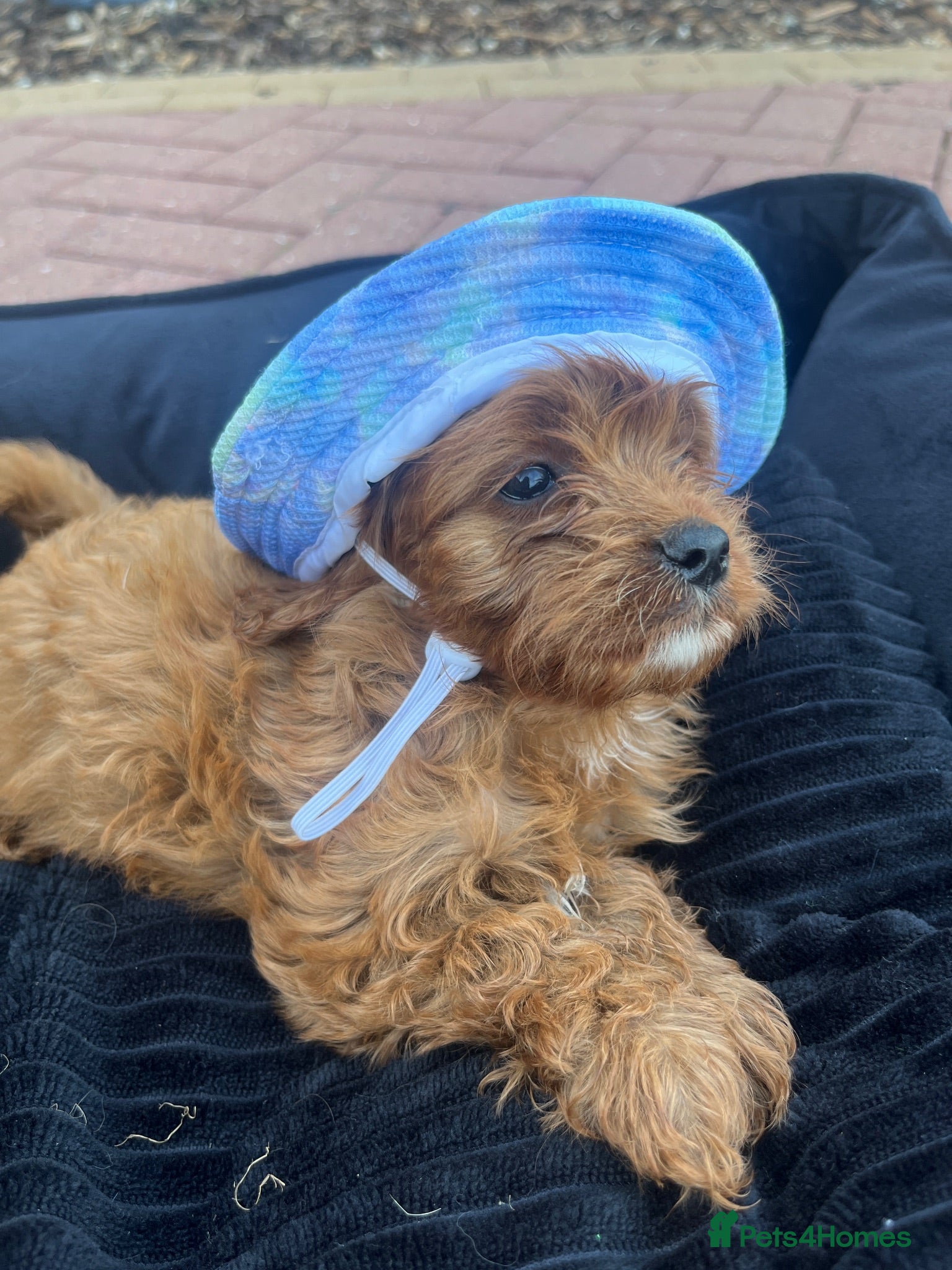 Cavapoo dogs F1 Cavapoos  - Advert 2