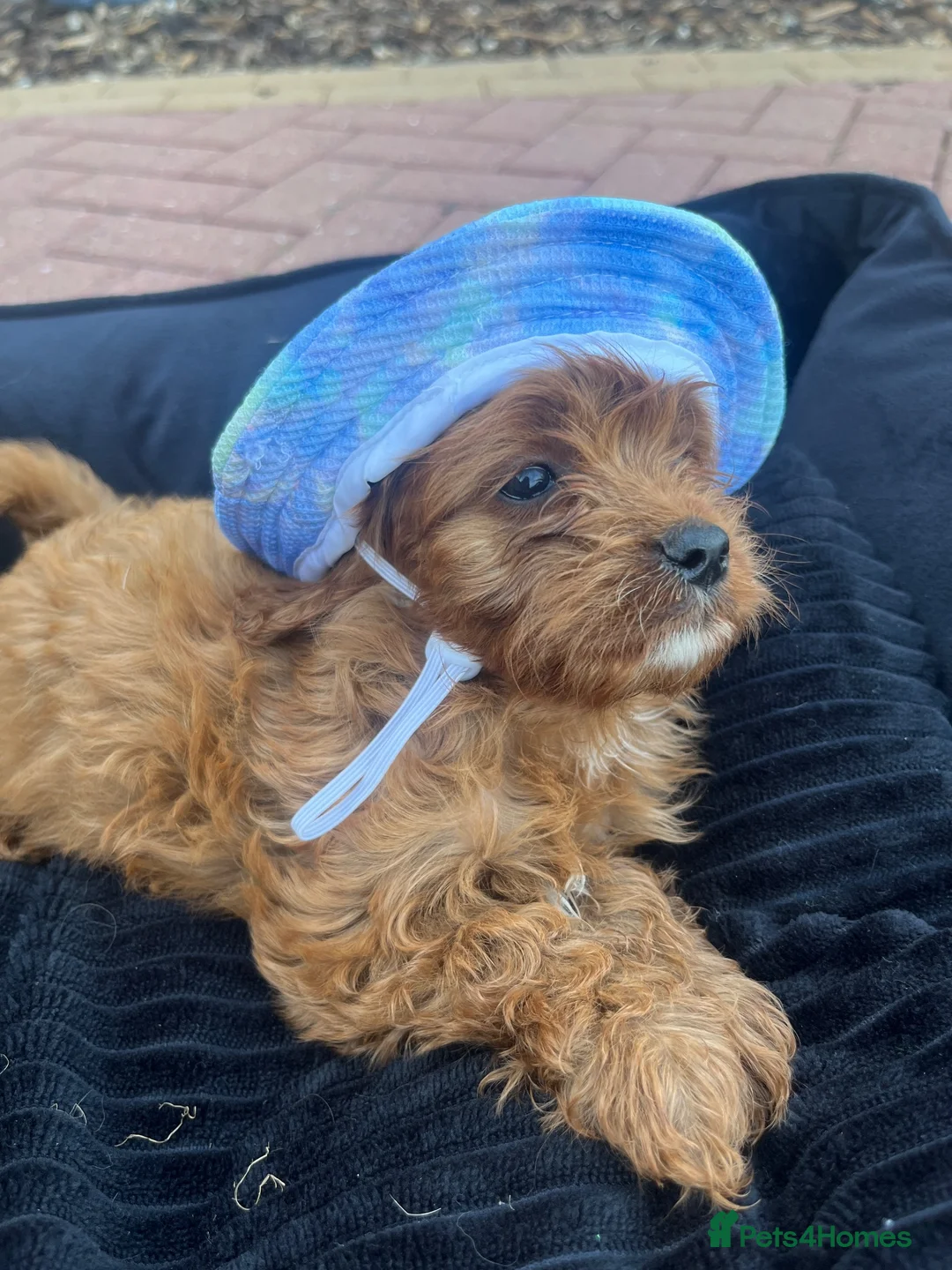 Cavapoo dogs for sale: F1 Cavapoos  - Advert 2