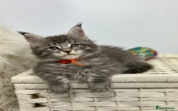 Maine Coon cats for sale: Gorgeous Pure Breed Maine Coon Kittens - Image 8