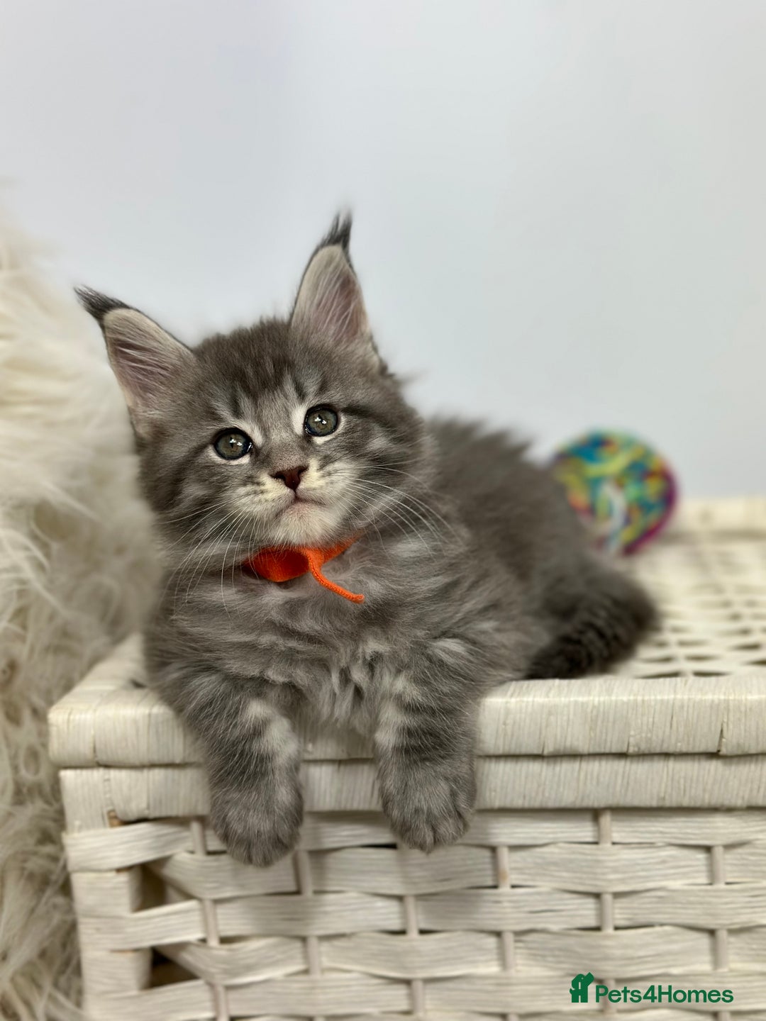 Maine Coon cats for sale: Gorgeous Pure Breed Maine Coon Kittens - Image 8