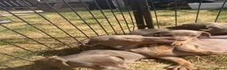 Dachshund dogs for sale: Miniature Dachshund Puppy’s. Ready To Leave 🐶  - Advert 10