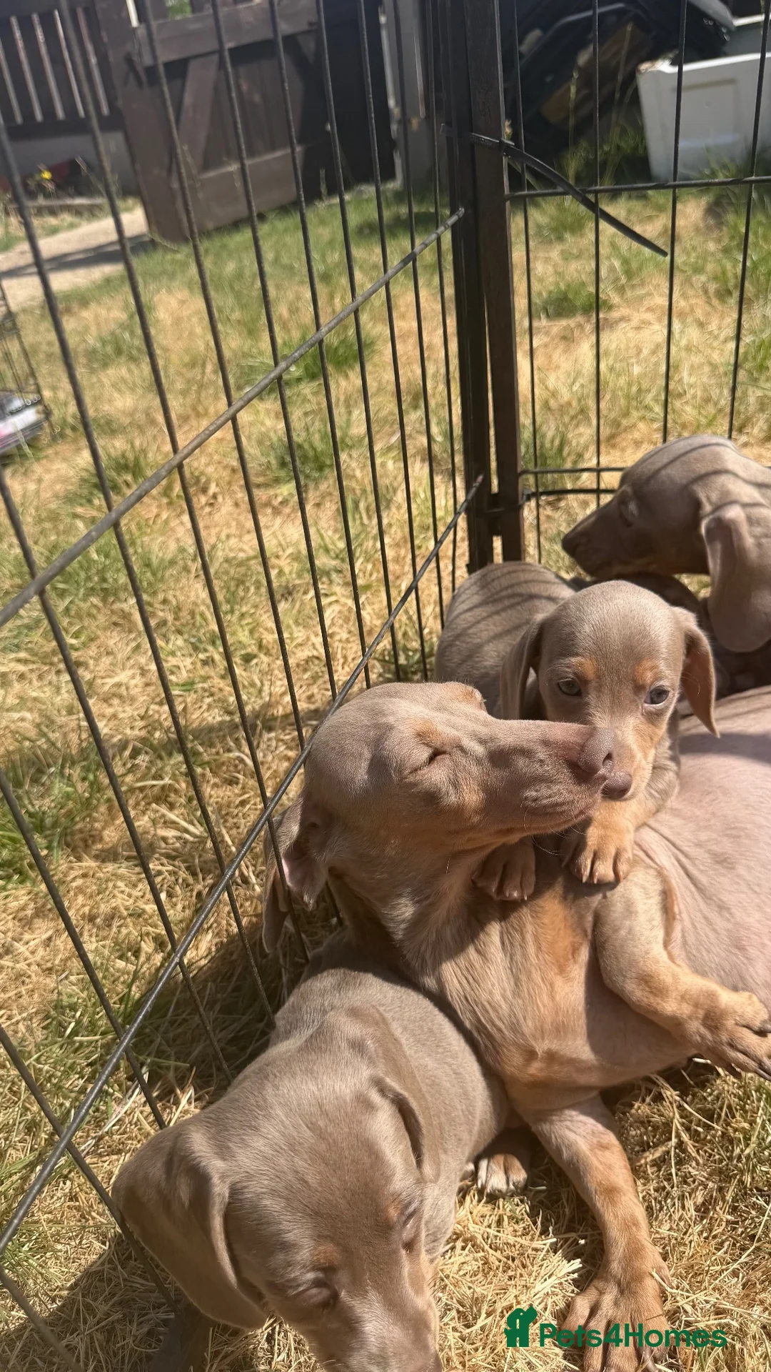 Dachshund dogs for sale: Miniature Dachshund Puppy’s. Ready To Leave 🐶  - Advert 10