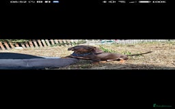 Miniature Dachshund dogs for sale: READY TO GO 1 CHOC BOY LEFT  - Image 10