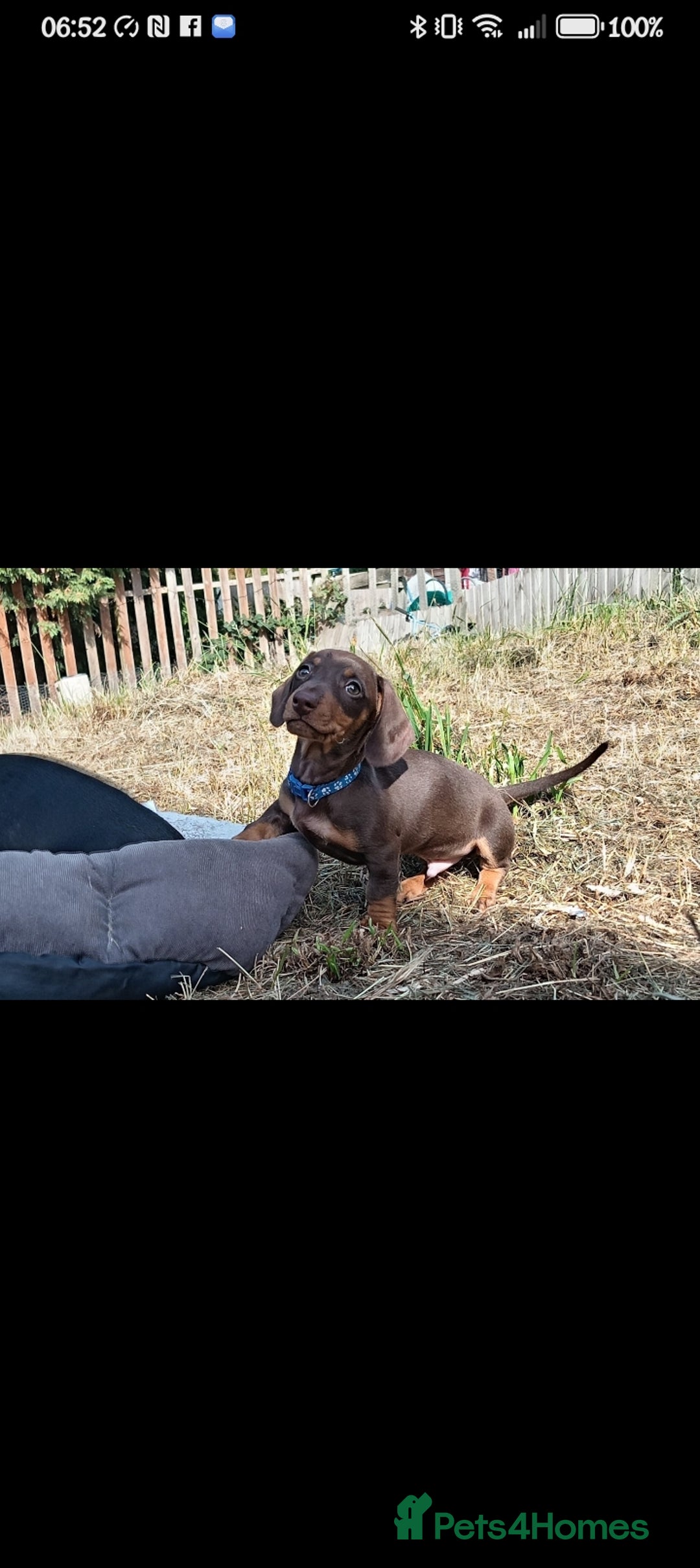 Miniature Dachshund dogs for sale: READY TO GO 1 CHOC BOY LEFT  - Image 10