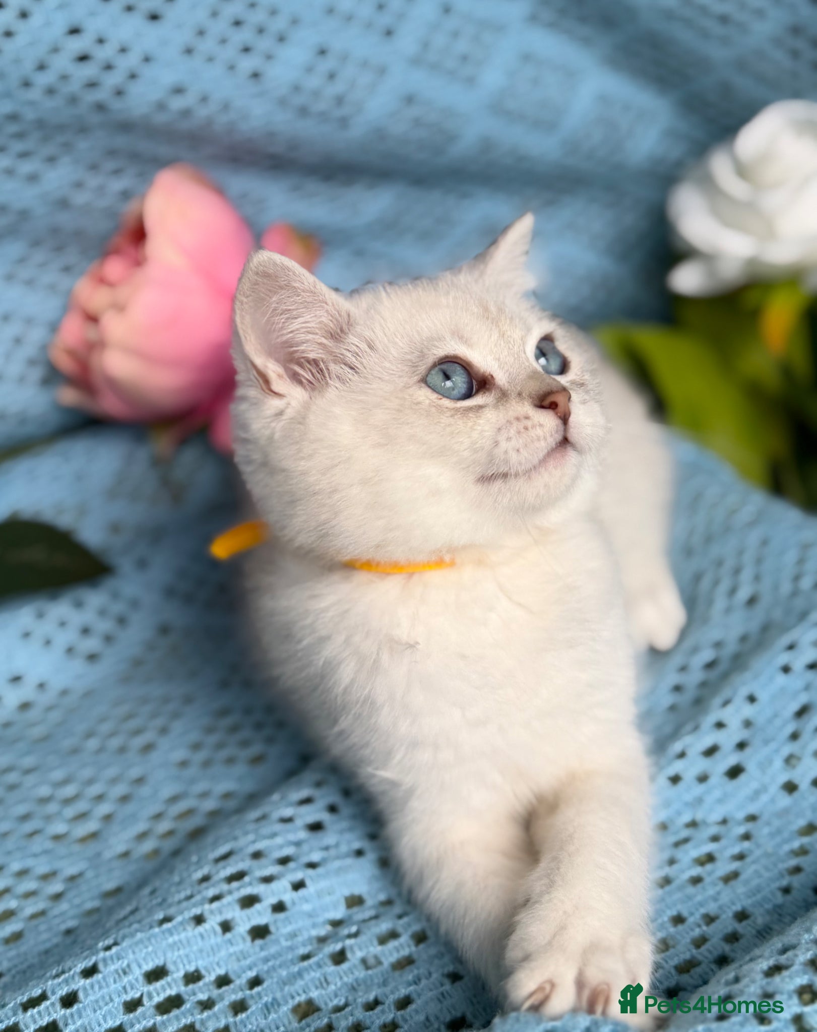 British Shorthair cats British shorthair golden point Kittens TICA - Advert 12