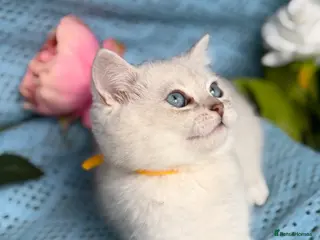 British Shorthair cats British shorthair golden point Kittens TICA - Advert 12