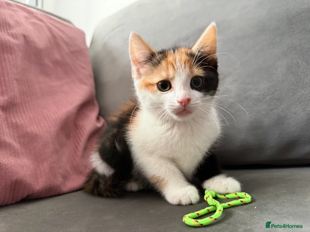 Mixed Breed cats for sale: 4 beautiful kittens ready for new loving home:)  - Advert 2