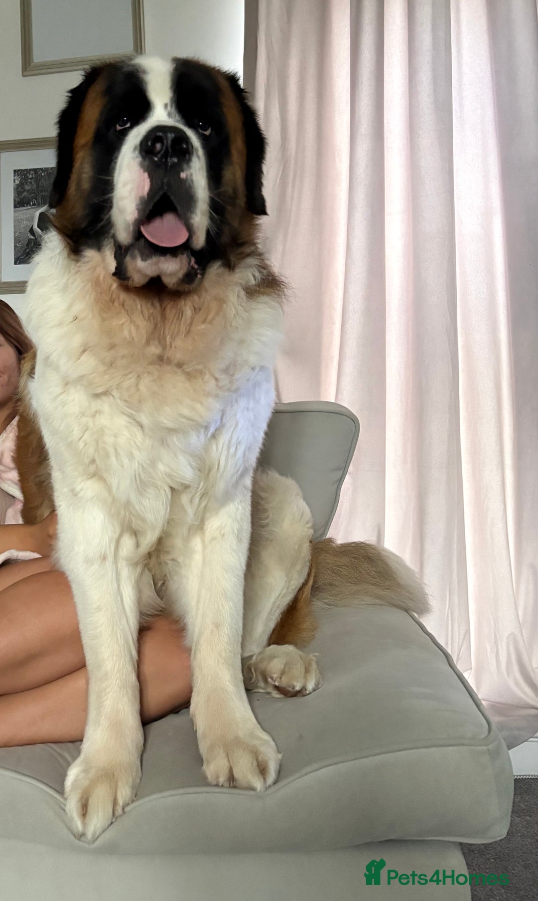Saint Bernard dogs for sale: Saint Bernard puppies due end of November  - Advert 2