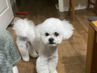 Bichon Frise dogs Clifford - Advert 12