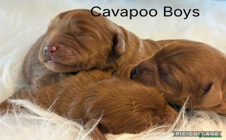 Cavapoo dogs - Advert 1