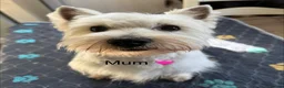 West Highland Terrier dogs for sale: West Highland White Terrier Pups - Advert 10