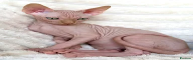Sphynx 2