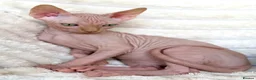 Sphynx cats for sale: Canadian Sphynx Kittens  - Advert 34