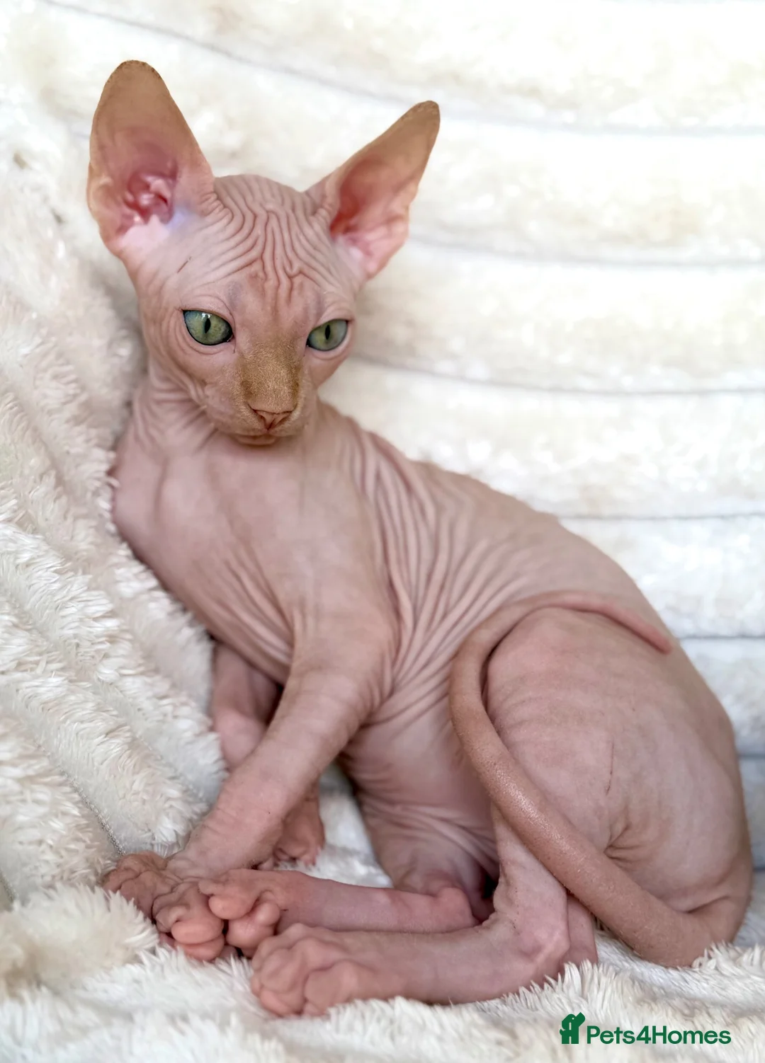 Sphynx cats for sale: Canadian Sphynx Kittens  - Advert 34