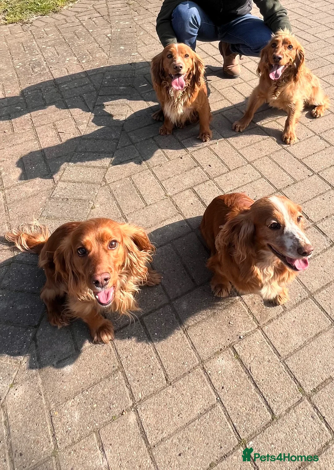 Cocker Spaniel dogs for sale: Red Working Cocker Spaniels  in Hailsham - Advert 10