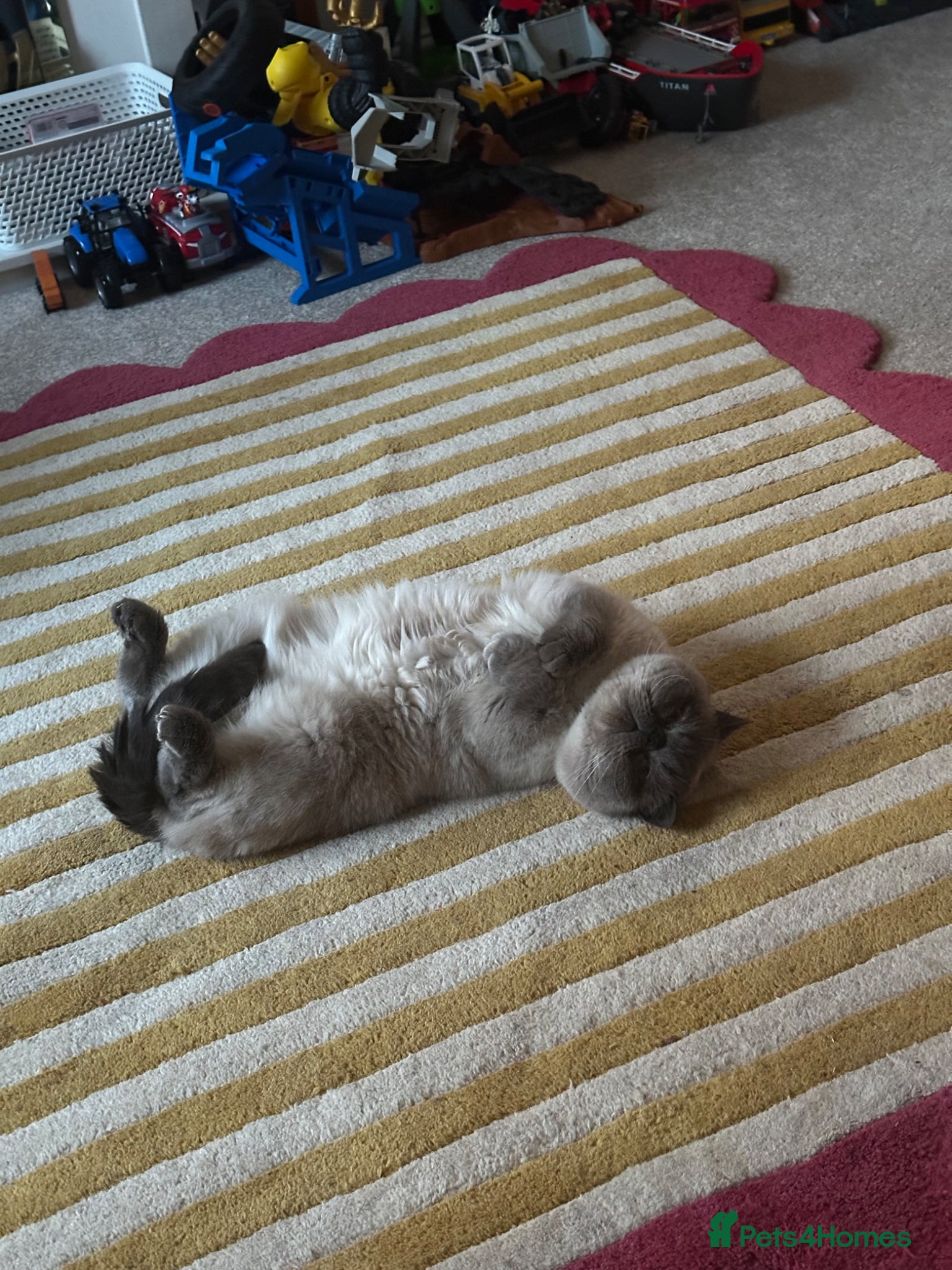 Exotic cats for sale: Rufus is looking for a new home  - Advert 5