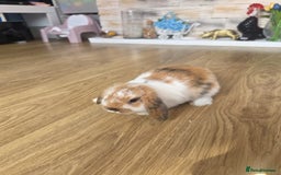 Mini Lop rabbits for sale: Mini lop bunnies ready now  - Image 7