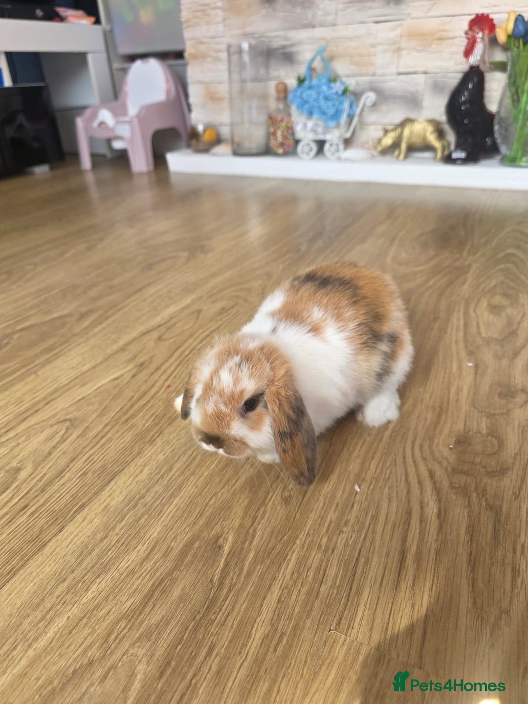 Mini Lop rabbits for sale: Mini lop bunnies ready now  - Image 7