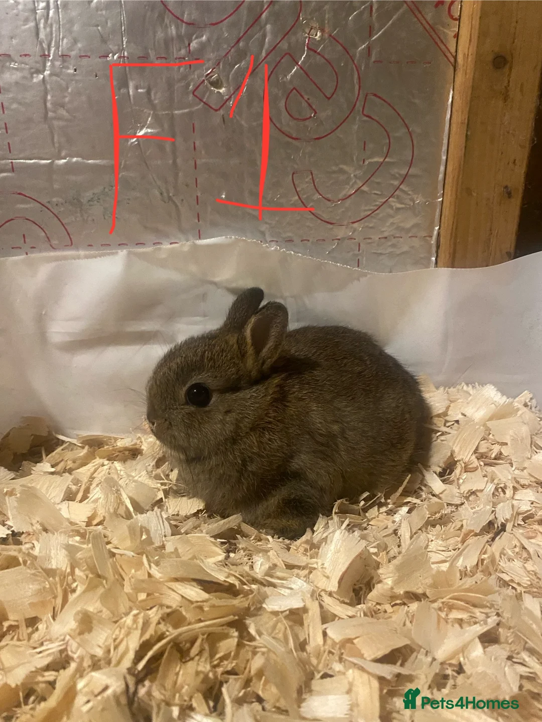 Netherland Dwarf rabbits for sale: Pure netherland dwarf babies - Advert 3