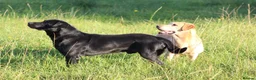 Labrador Retriever dogs for stud: 0/0 Hips and Elbows Black Labrador Stud in Totnes - Advert 6