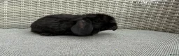 Mini Lop rabbits for sale: Last 2 plush lops available to reserve - Advert 8