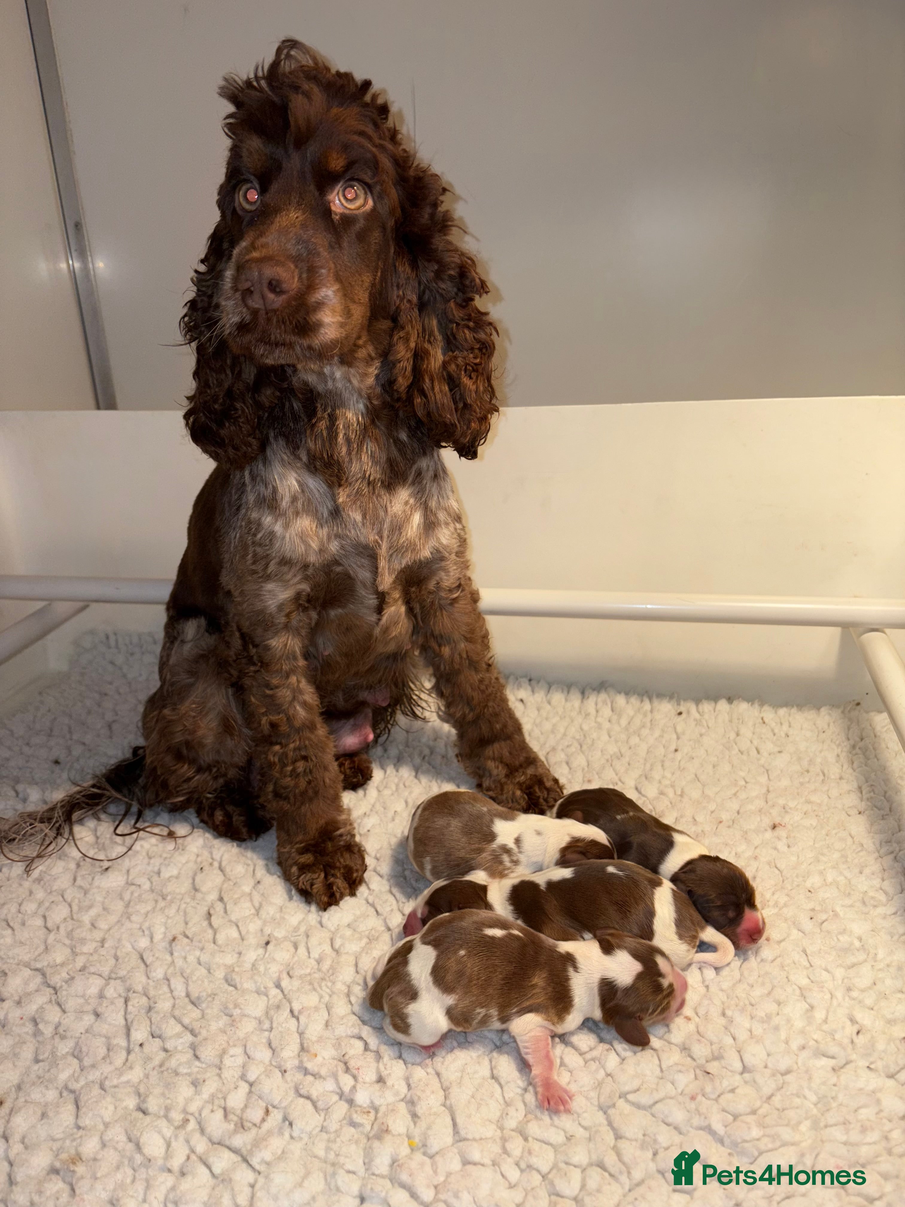 Cocker Spaniel dogs Exceptionally bred health tested KC Reg Cocker pup - Advert 1