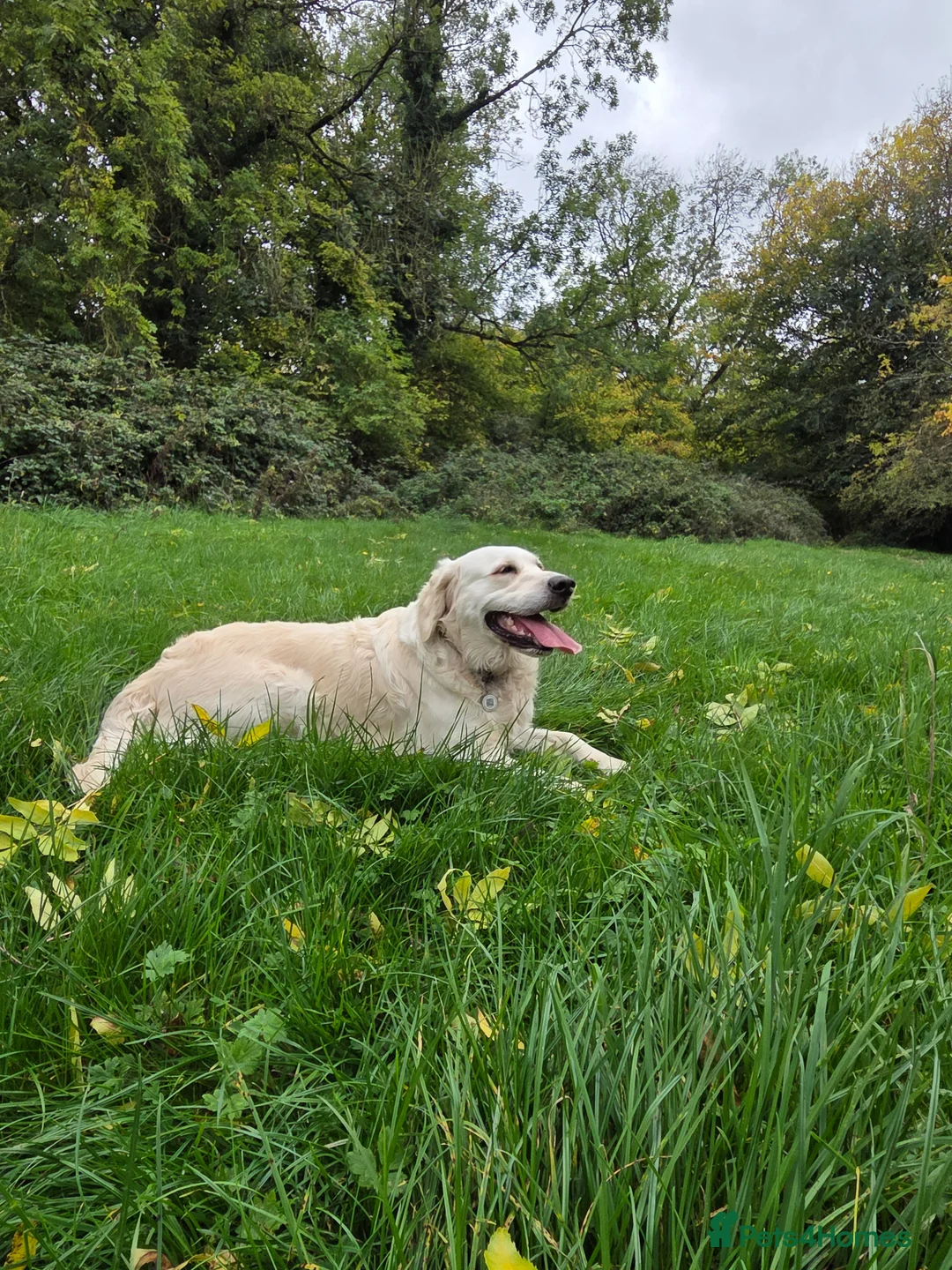 Golden Retriever dogs for sale: Puppies due soon. KC reg family reared  - Advert 1