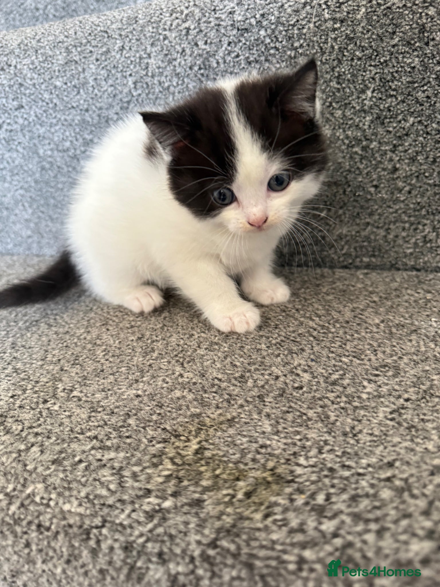 Ragdoll cats Ragdoll Cross Kittens – Available to Reserve - Advert 2