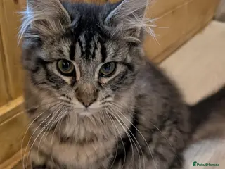 Maine Coon cats Maine Coon Pedigree kittens - Advert 3