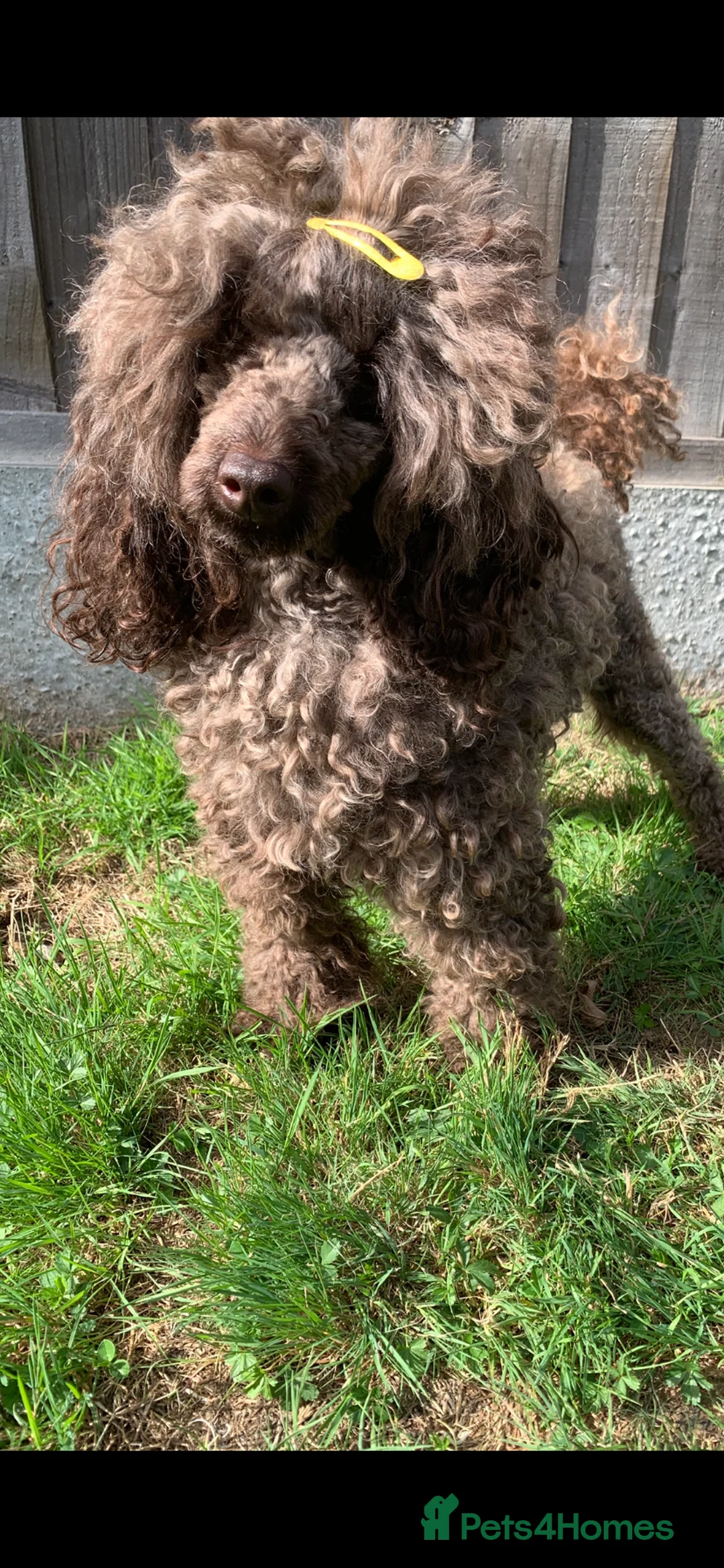 Cavapoo dogs for sale: 🐩 Stunning Chocolate mini KC Poodle – Lorde– 🐩 - Advert 16